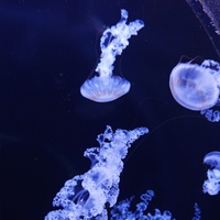 Svět medúz